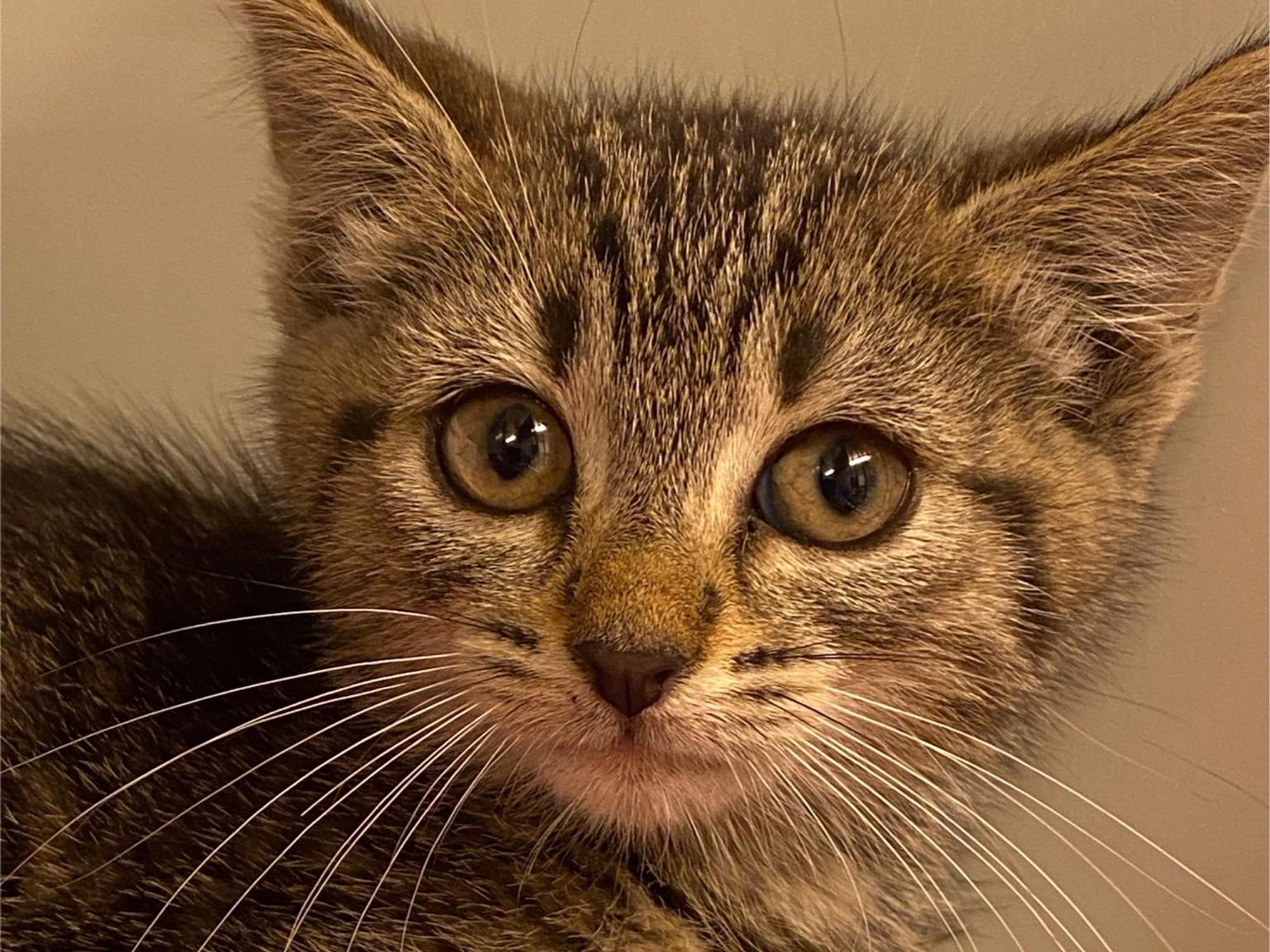 Die kleine Katze ist getigert.