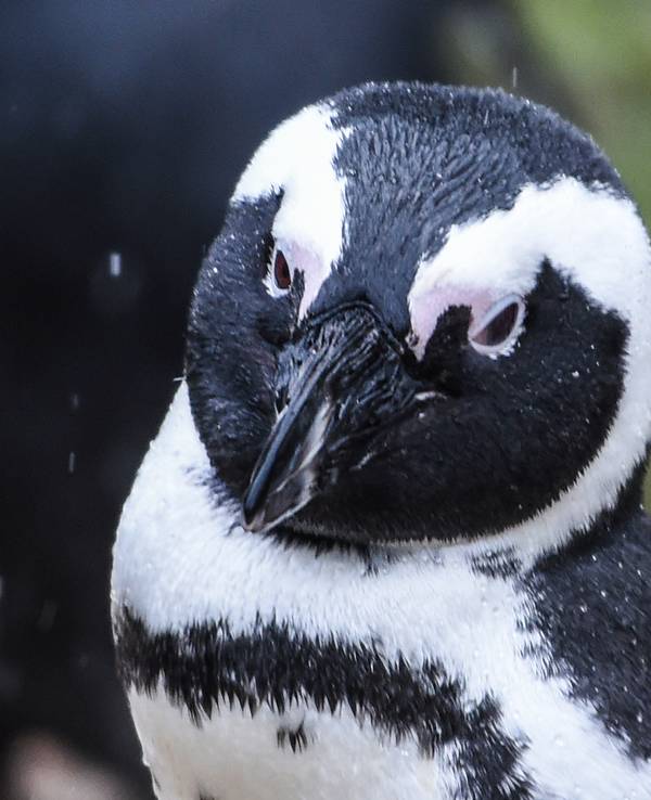 Ein Brillenpinguin (Spheniscus demersus) am 27. Januar 2021 im Tierpark Berlin. In der südafrikanischen Touristenmetropole Kapstadt sind 64 Pinguine von einem Bienenschwarm getötet worden.