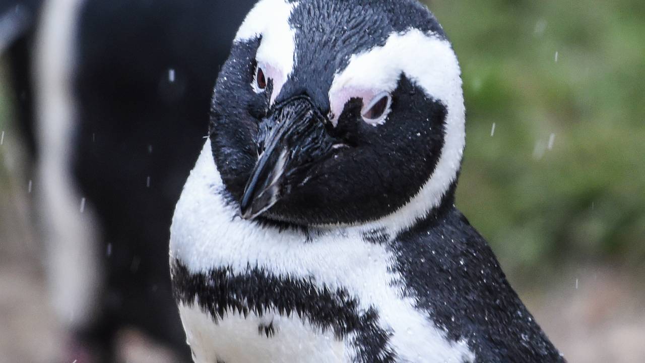 Ein Brillenpinguin (Spheniscus demersus) am 27. Januar 2021 im Tierpark Berlin. In der südafrikanischen Touristenmetropole Kapstadt sind 64 Pinguine von einem Bienenschwarm getötet worden.