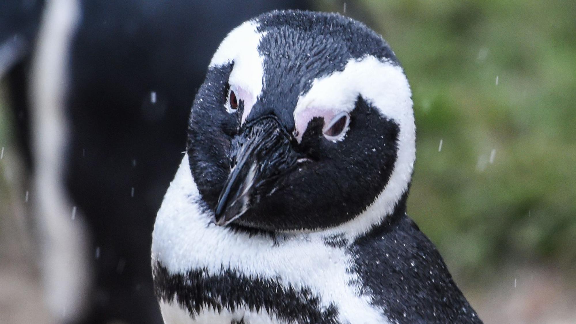 Ein Brillenpinguin (Spheniscus demersus) am 27. Januar 2021 im Tierpark Berlin. In der südafrikanischen Touristenmetropole Kapstadt sind 64 Pinguine von einem Bienenschwarm getötet worden.