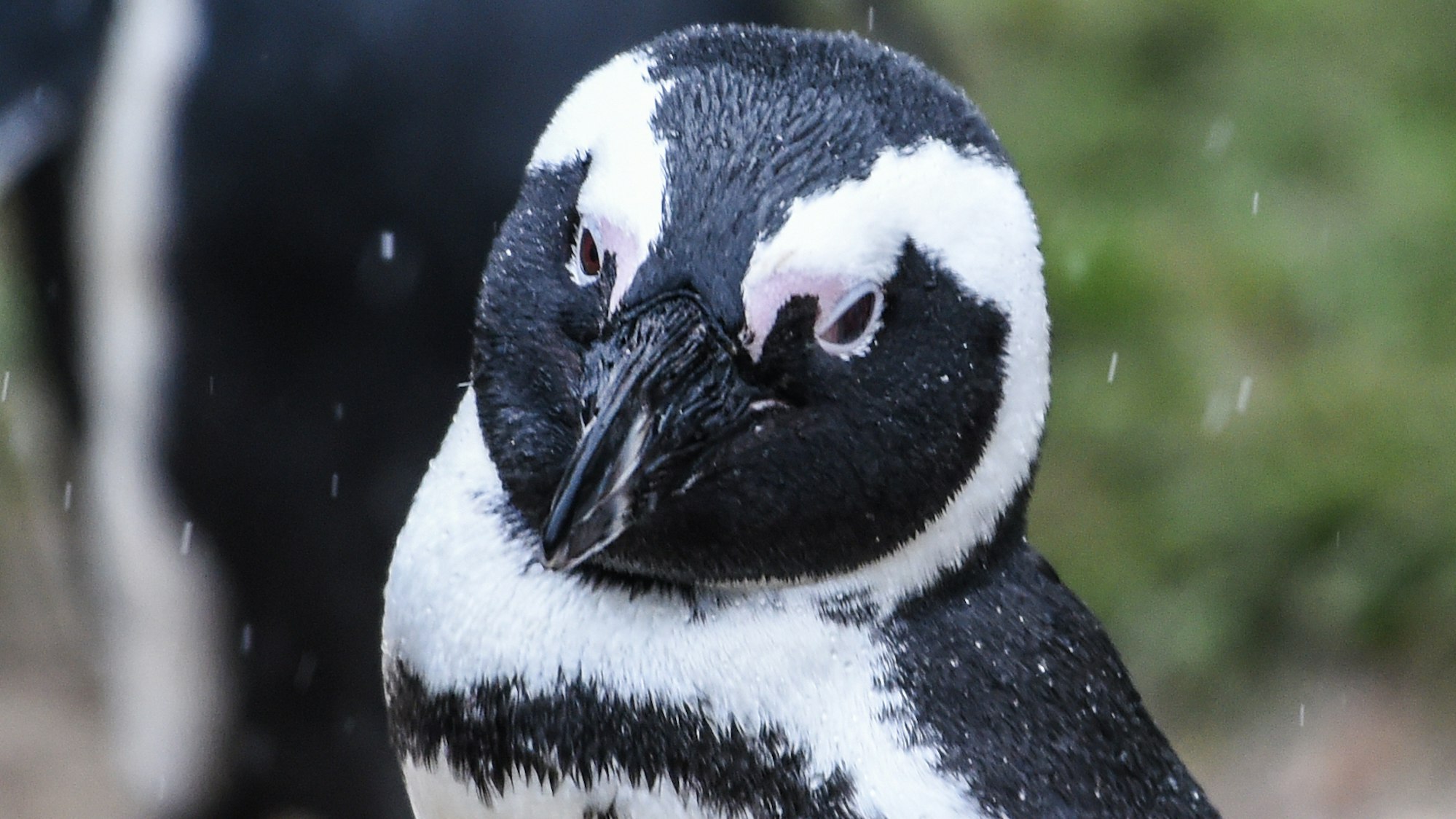Ein Brillenpinguin (Spheniscus demersus) am 27. Januar 2021 im Tierpark Berlin. In der südafrikanischen Touristenmetropole Kapstadt sind 64 Pinguine von einem Bienenschwarm getötet worden.