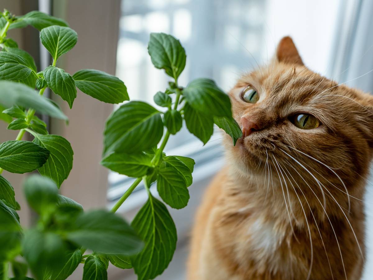 Viele beliebte Zimmerpflanzen sind giftig für Katzen und können gefährlich werden.