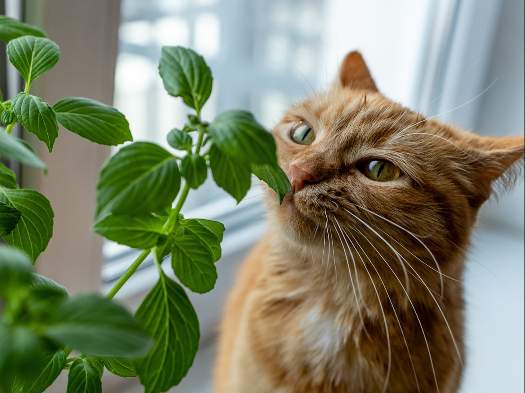 Viele beliebte Zimmerpflanzen sind giftig für Katzen und können gefährlich werden.