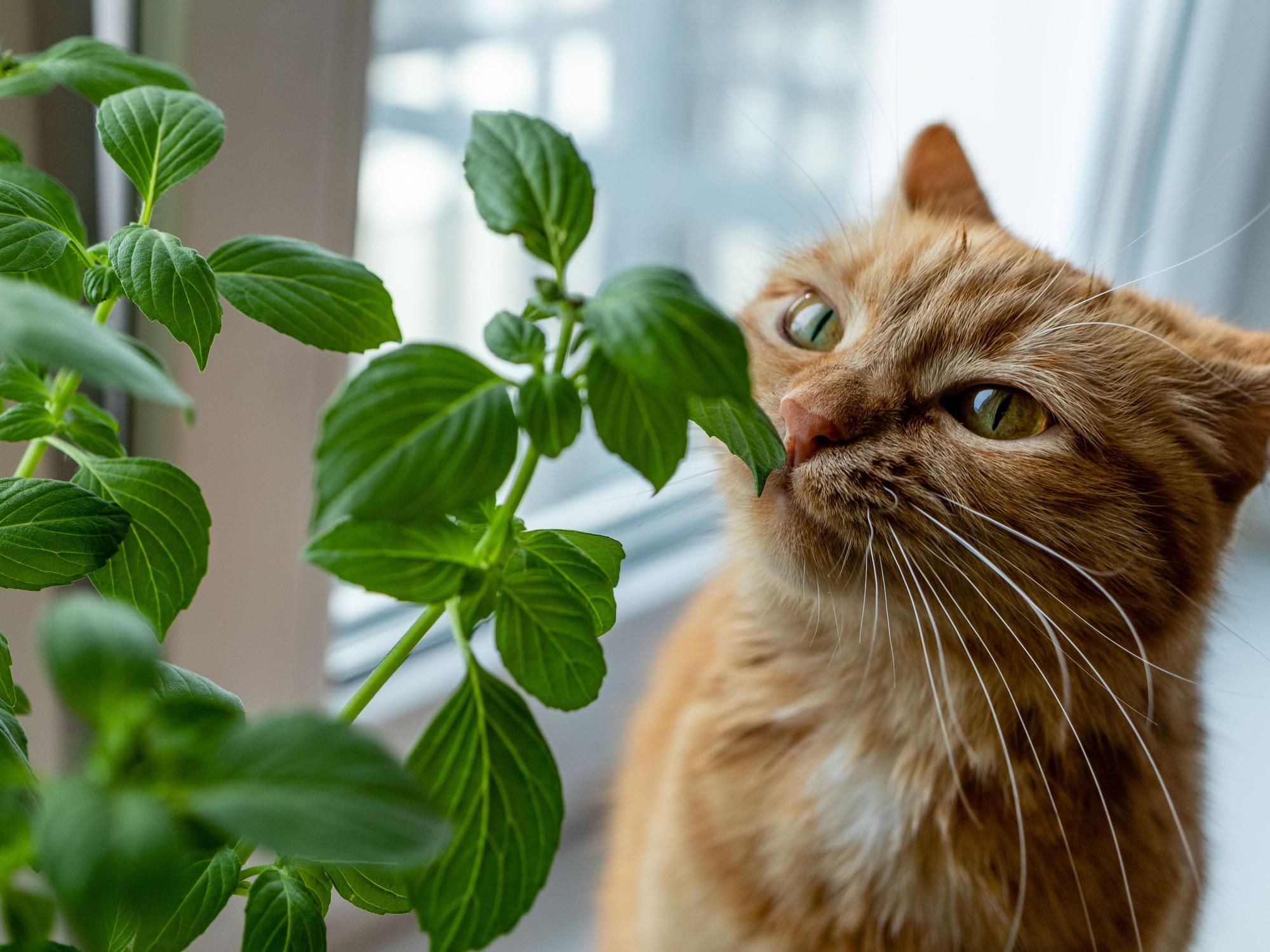 Viele beliebte Zimmerpflanzen sind giftig für Katzen und können gefährlich werden.