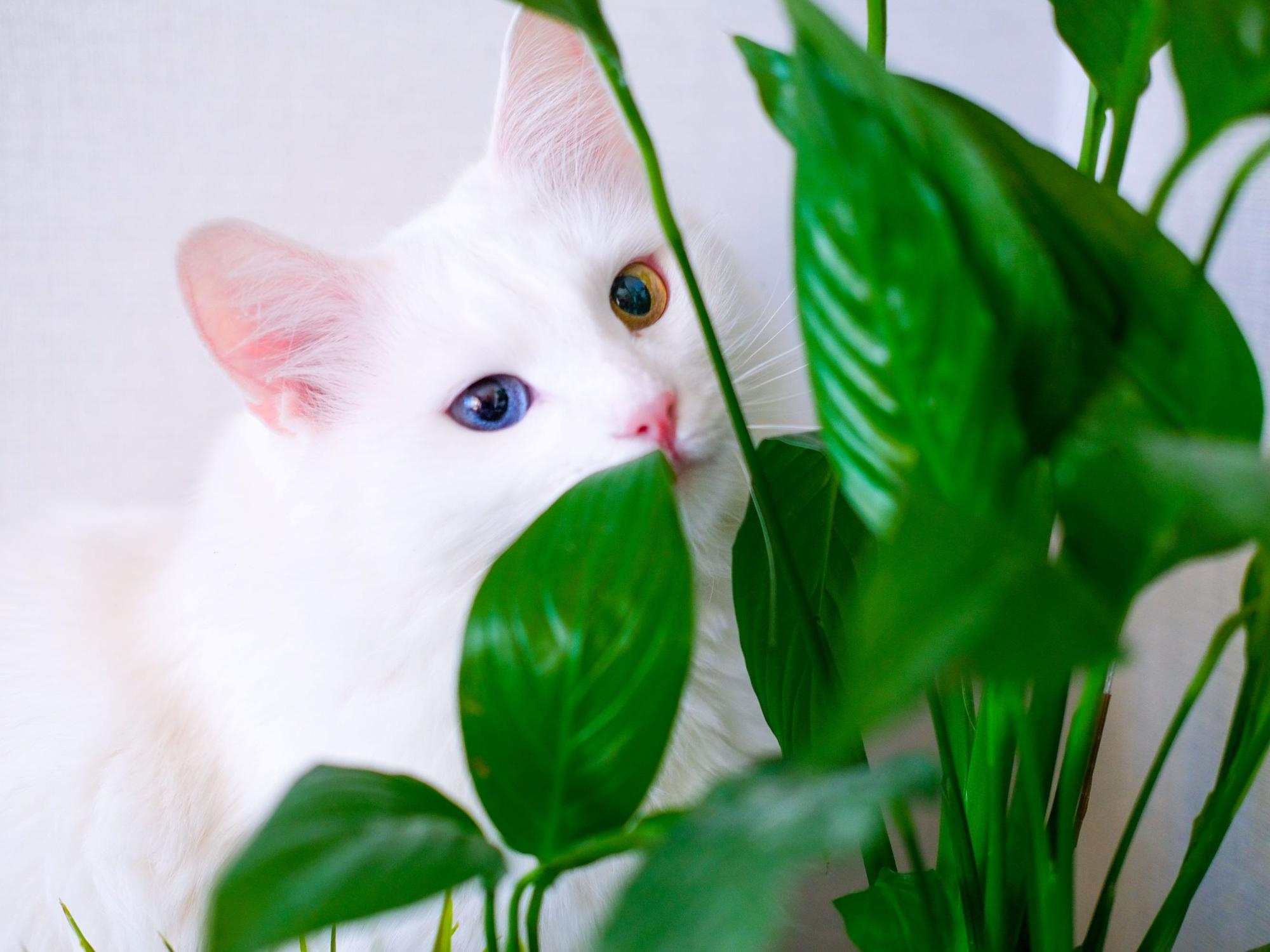 Auch das Einblatt ist giftig für Katzen. Haustierbesitzer sollten lieber auf ungiftige Gewächs zurückgreifen.