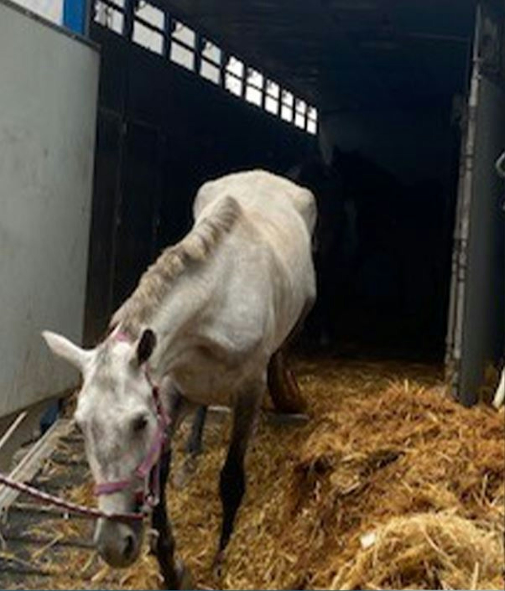Pferd steigt aus einem Transporter.
