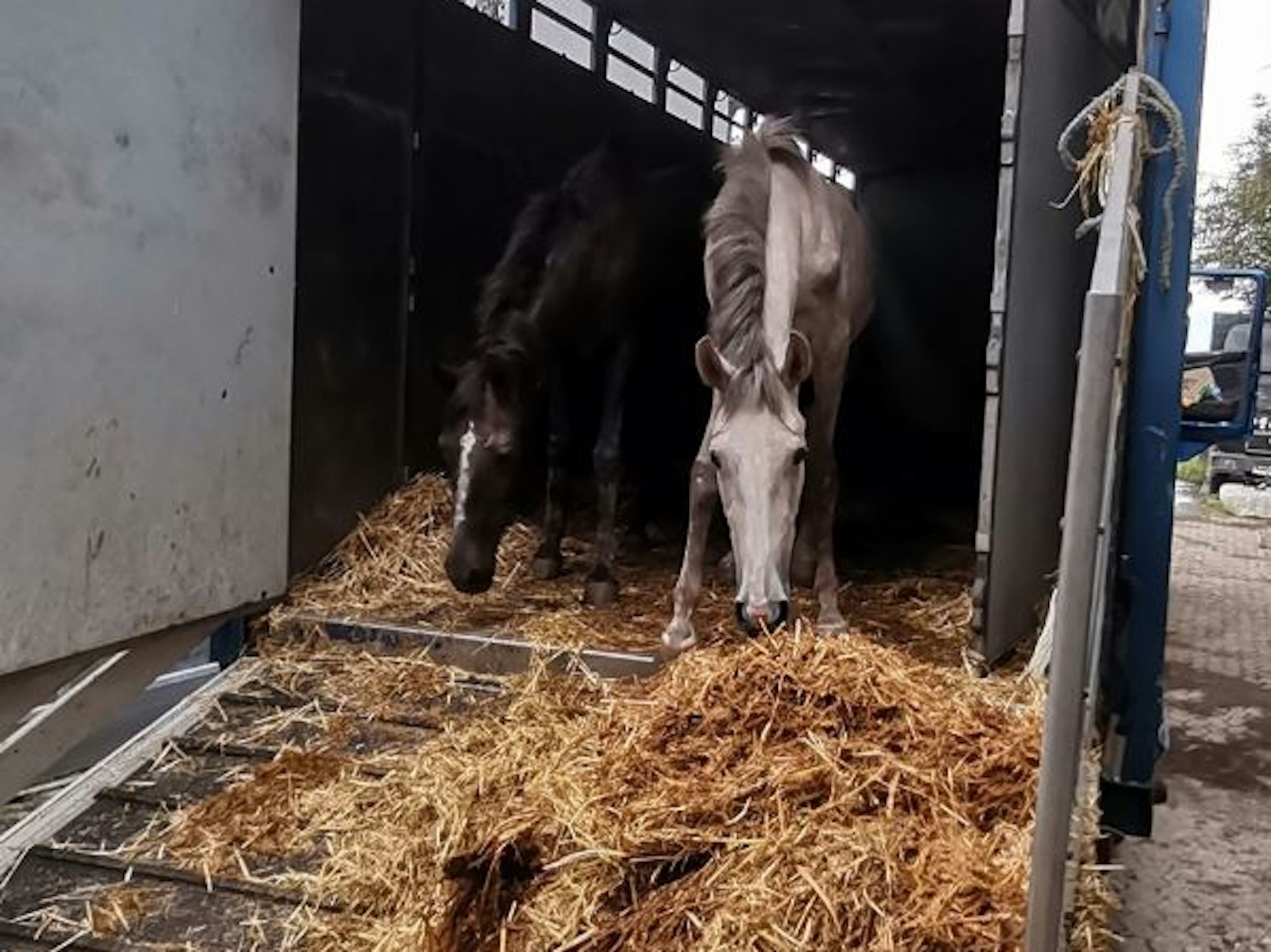 Pferde in eine Transport.