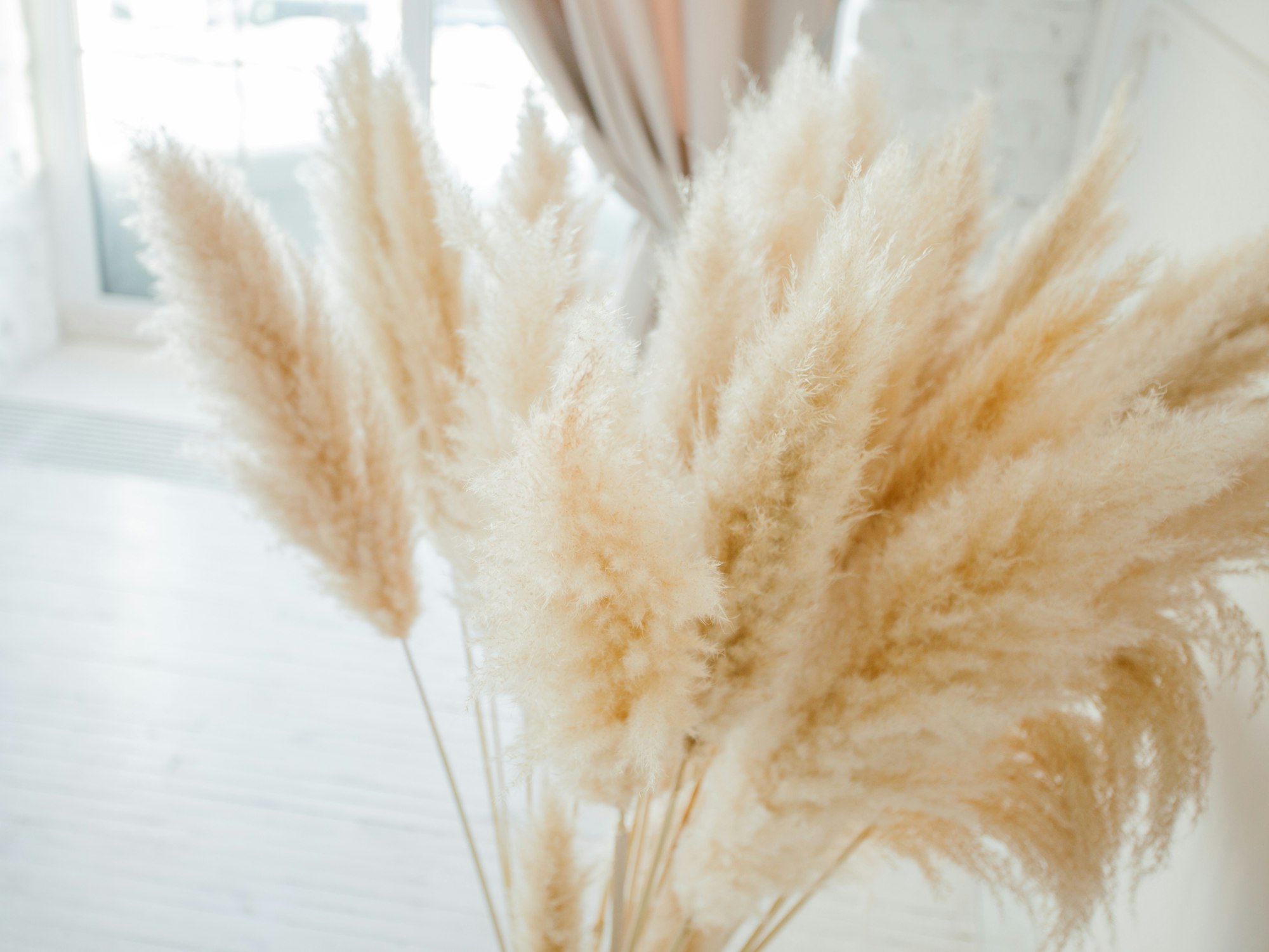 Trockenblumen und Ziergras sind die perfekte Deko für den Herbst. Das beliebte Pampasgras lässt sich ganz einfach selber trocknen.