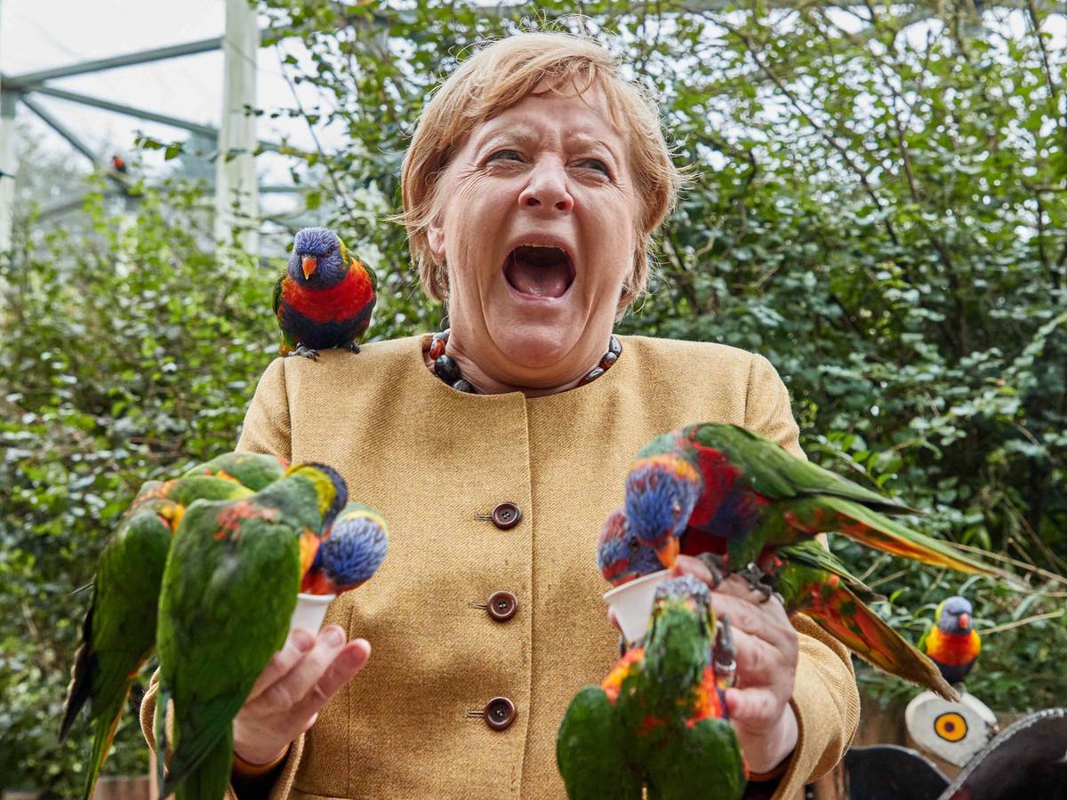 Angela Merkel (CDU), Bundeskanzlerin, füttert australische Loris im Vogelpark Marlow und wird dabei gebissen. +++ dpa-Bildfunk +++