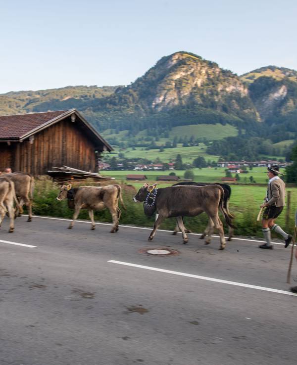 Viehtreiber in traditioneller Kleidung laufen hinter Kühen auf einer Landstraße her. Bei einem Almabtrieb im Zillertal, hier ein Symbolfoto, kam es zu einem verheerenden Unfall. Ein Autofahrer verlor die Kontrolle über sein Fahrzeug – sechs Menschen wurden verletzt.