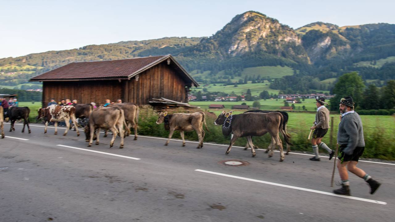Viehtreiber in traditioneller Kleidung laufen hinter Kühen auf einer Landstraße her. Bei einem Almabtrieb im Zillertal, hier ein Symbolfoto, kam es zu einem verheerenden Unfall. Ein Autofahrer verlor die Kontrolle über sein Fahrzeug – sechs Menschen wurden verletzt.