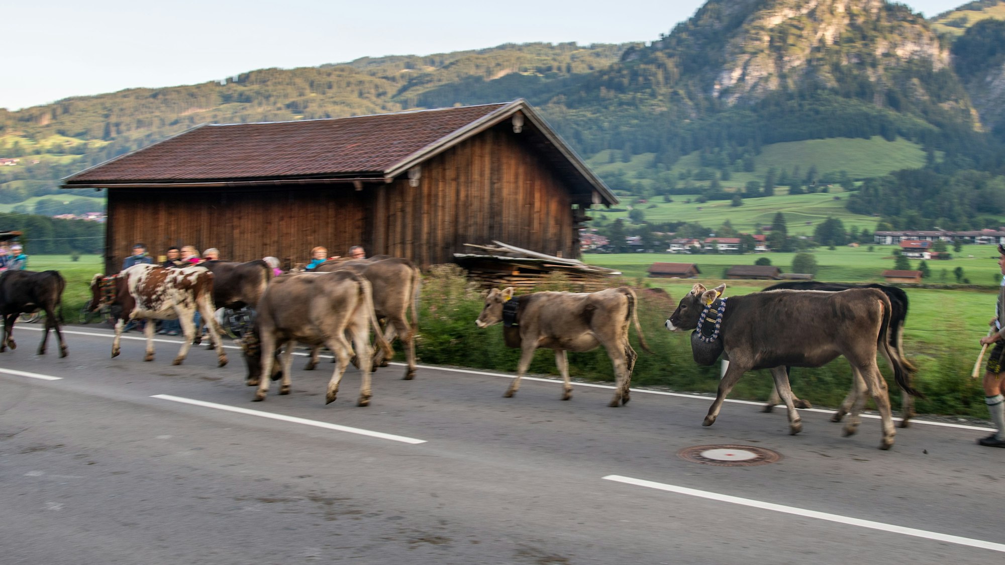 Viehtreiber in traditioneller Kleidung laufen hinter Kühen auf einer Landstraße her. Bei einem Almabtrieb im Zillertal, hier ein Symbolfoto, kam es zu einem verheerenden Unfall. Ein Autofahrer verlor die Kontrolle über sein Fahrzeug – sechs Menschen wurden verletzt.