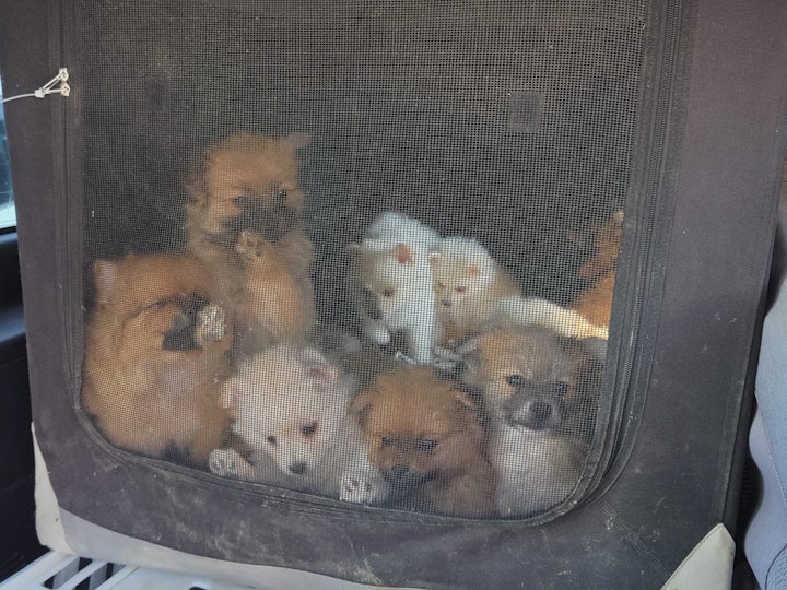 Polizei Köln: 30 Hunde im Kofferraum beschlagnahmt