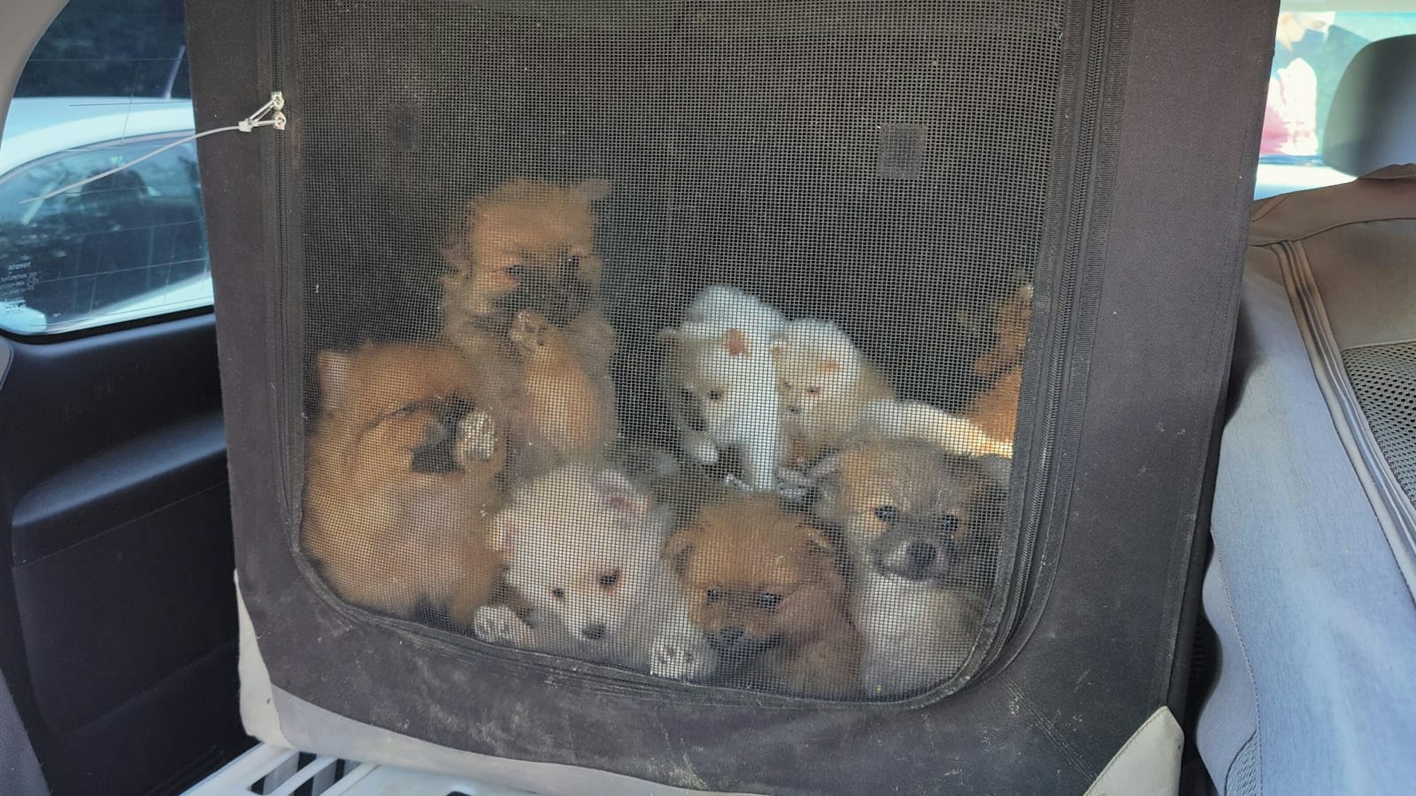 Polizei Köln: 30 Hunde im Kofferraum beschlagnahmt