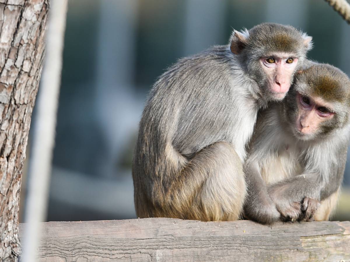 Zwei Rhesusaffen (Macaca mulatta) sitzen am 13. Februar 2015 in Heidelberg im Zoo in ihrem Gehege auf einem Baumstamm. Jetzt wurde ein toter Rhesusaffe auf der Autobahn 4 bei Görlitz gefunden. Er stammt sehr wahrscheinlich aus einem Gehege in Georgewitz bei Löbau.