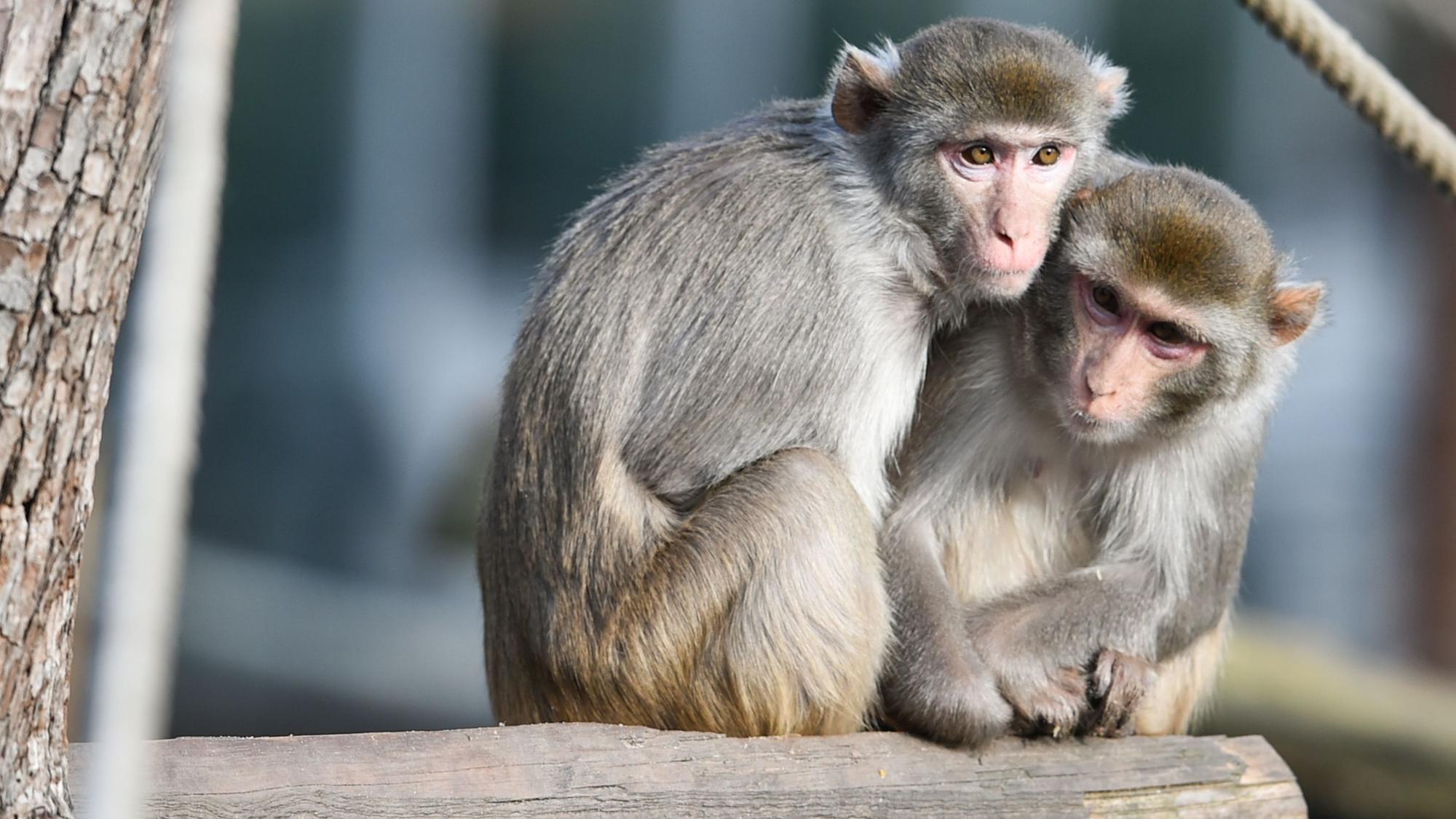 Zwei Rhesusaffen (Macaca mulatta) sitzen am 13. Februar 2015 in Heidelberg im Zoo in ihrem Gehege auf einem Baumstamm. Jetzt wurde ein toter Rhesusaffe auf der Autobahn 4 bei Görlitz gefunden. Er stammt sehr wahrscheinlich aus einem Gehege in Georgewitz bei Löbau.