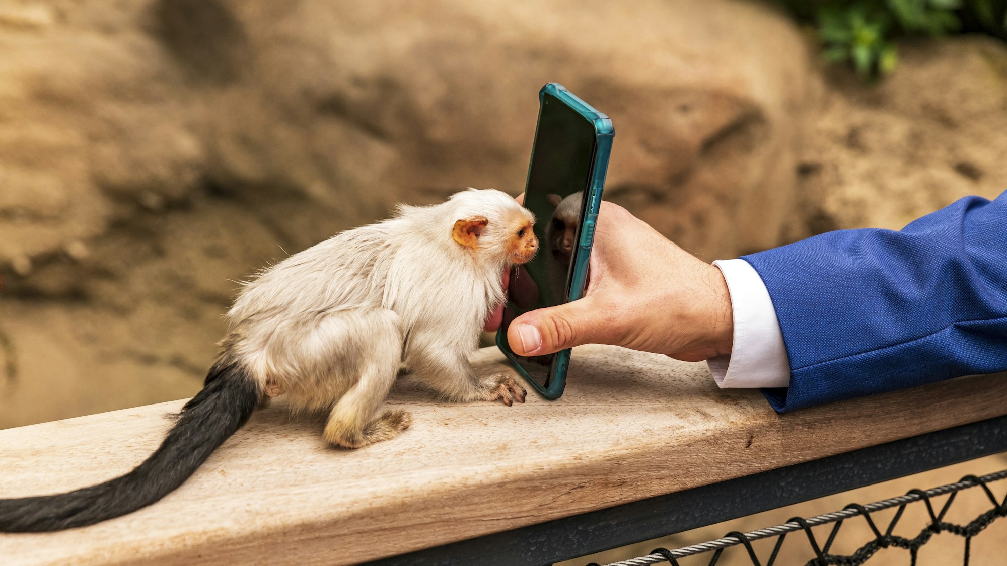 Ein kleiner Affe interessiert sich für das Handy eines Besuchers.