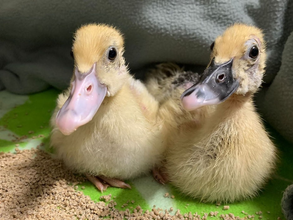 Zwei Entenküken sind im Tierheim Köln-Dellbrück abgegeben worden.