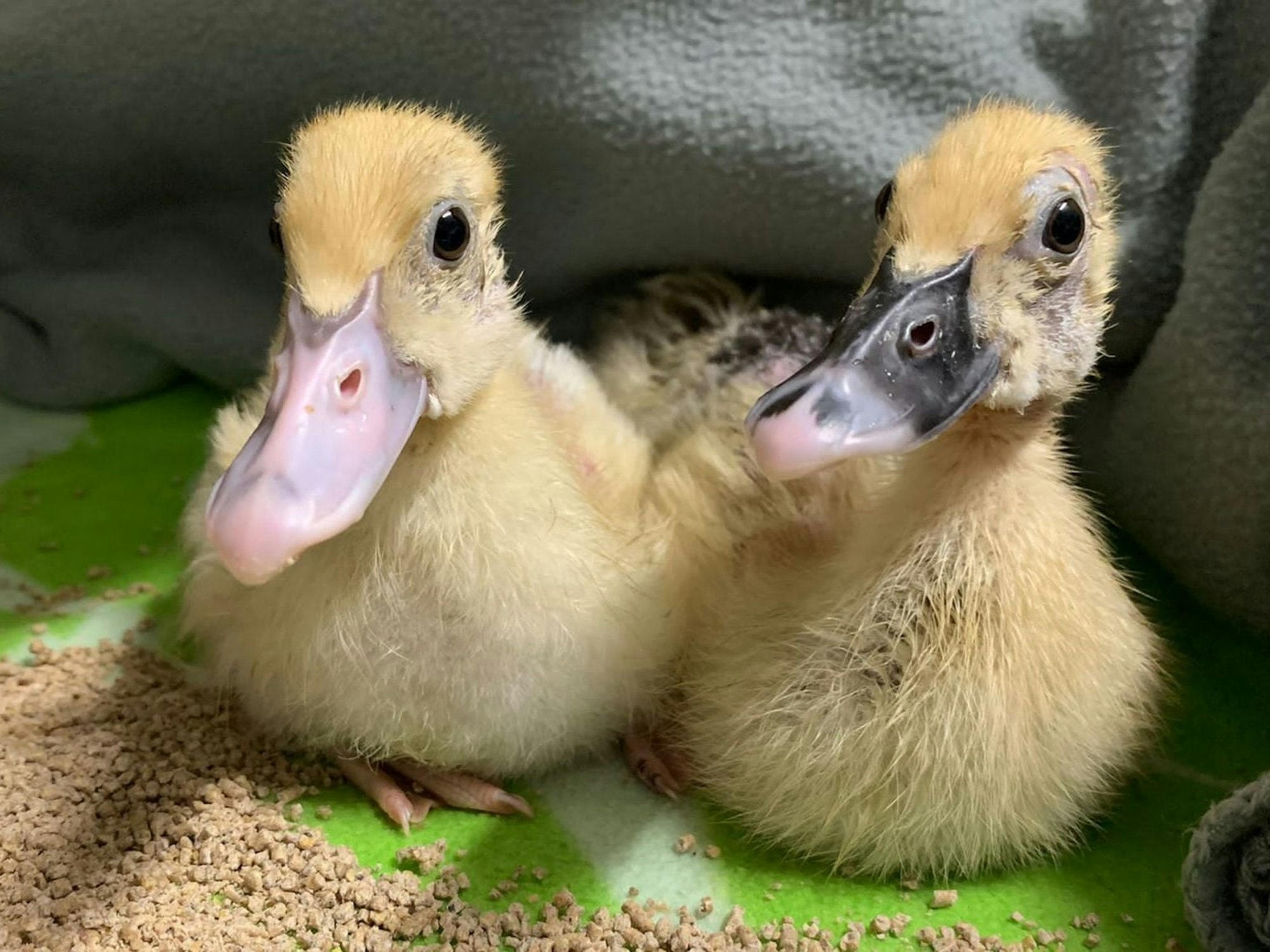 Zwei Entenküken sind im Tierheim Köln-Dellbrück abgegeben worden.