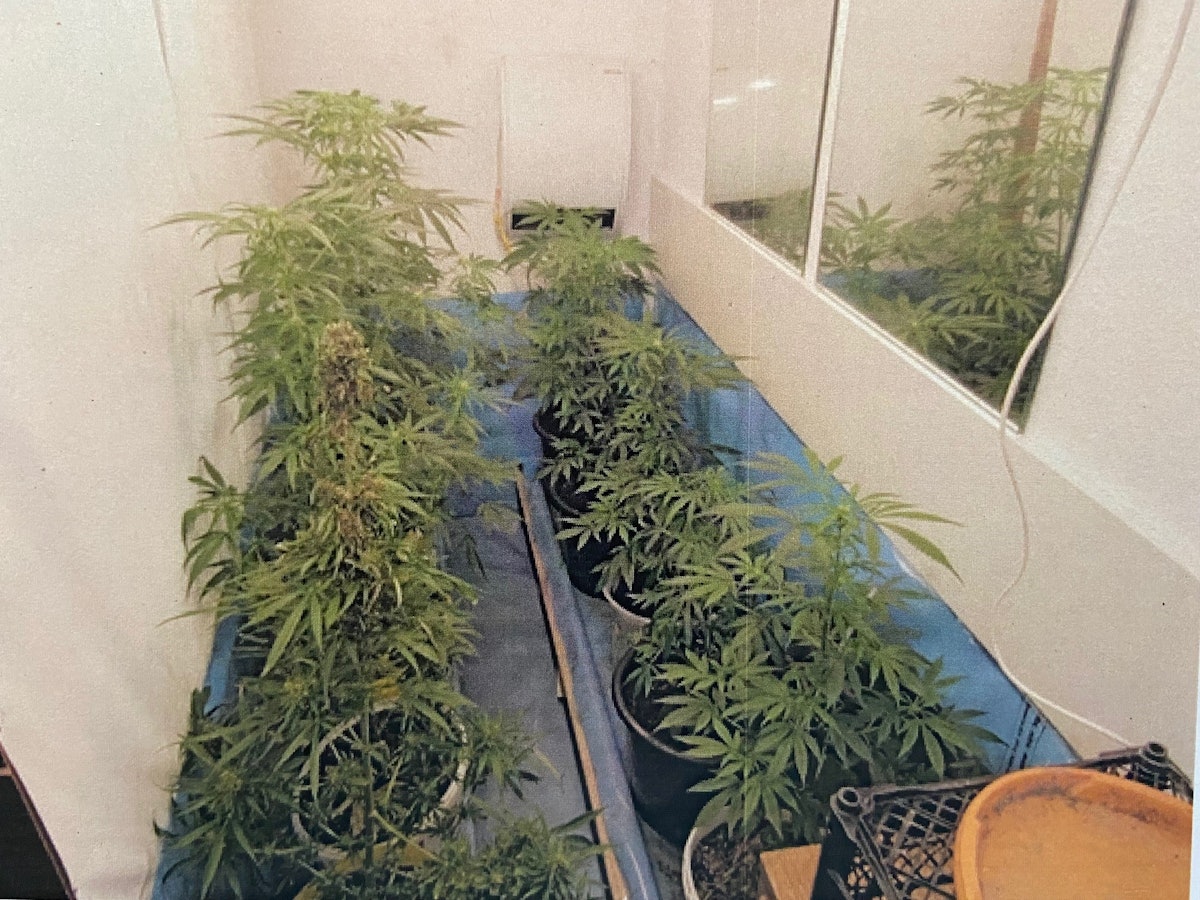 Cannabispflanzen stehen in einem Zimmer in einer Wohnung in Velbert.