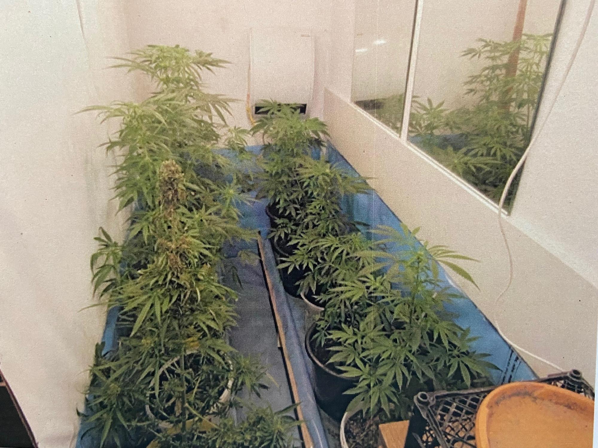 Cannabispflanzen stehen in einem Zimmer in einer Wohnung in Velbert.