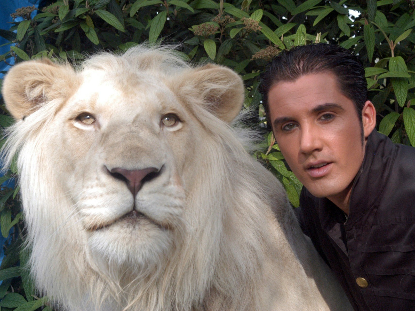 Der traditionsreiche Circus Krone in München trauert um seinen weißen Löwen King Tonga. Das Foto zeigt das Raubtier mit seinem Dompteur Martin Lacey jr.