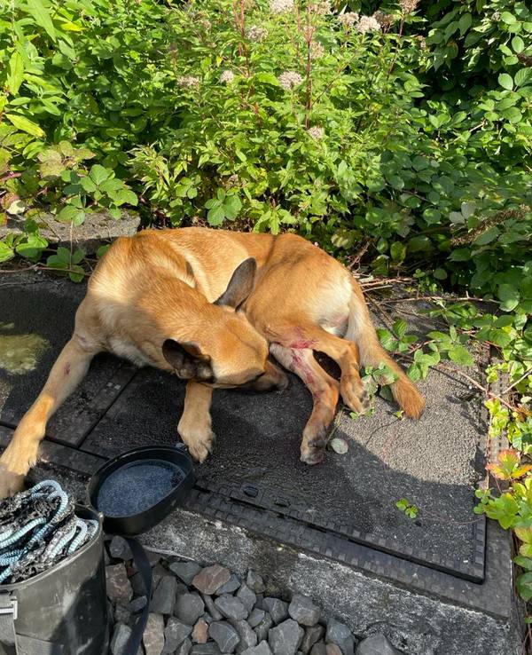 Der Schäferhund ist an den Hinterbeinen blutig.