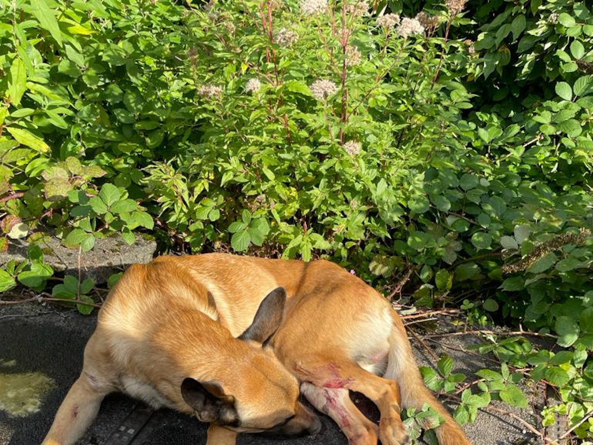 Der Schäferhund ist an den Hinterbeinen blutig.