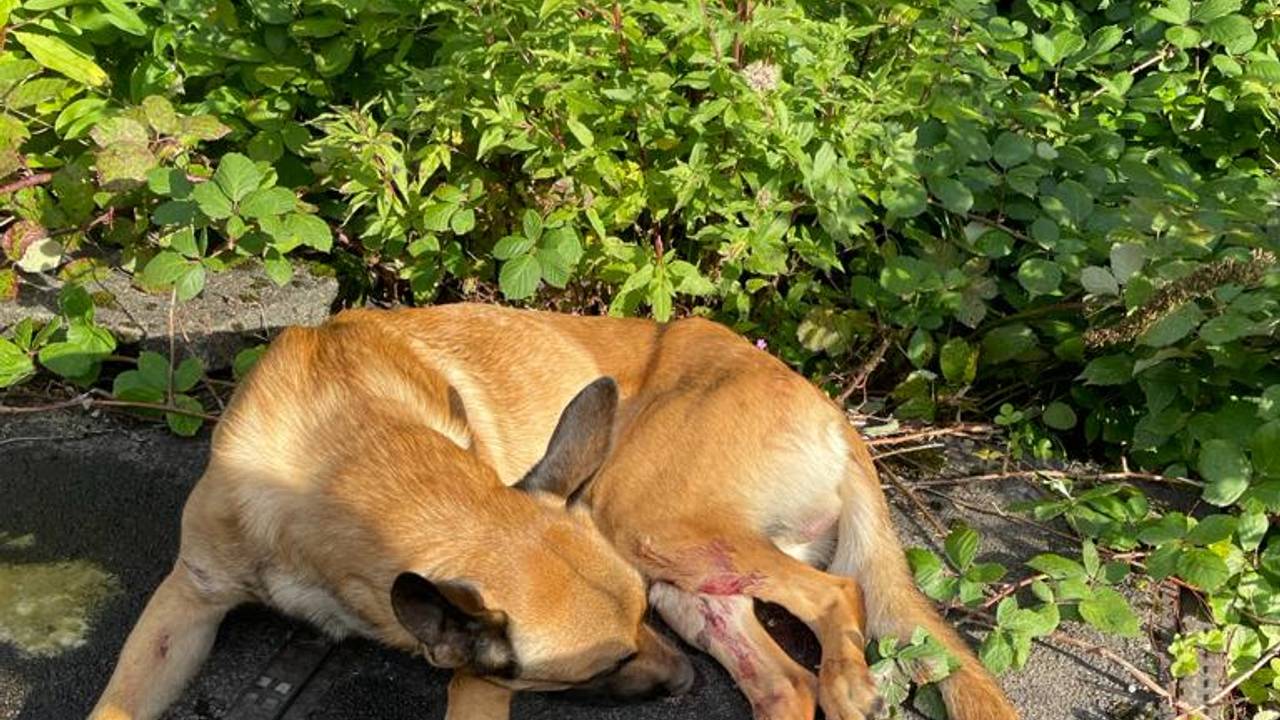 Der Schäferhund ist an den Hinterbeinen blutig.