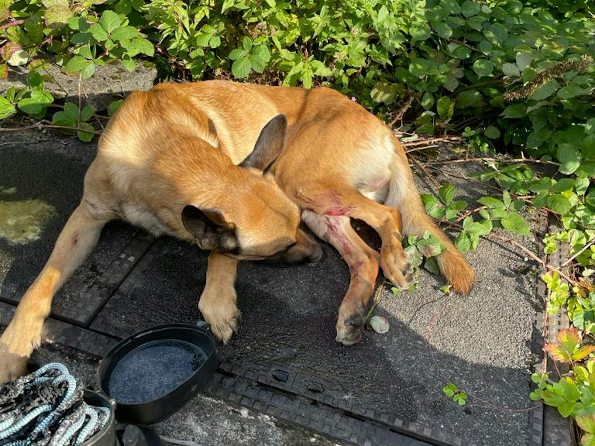 Der Schäferhund ist an den Hinterbeinen blutig.