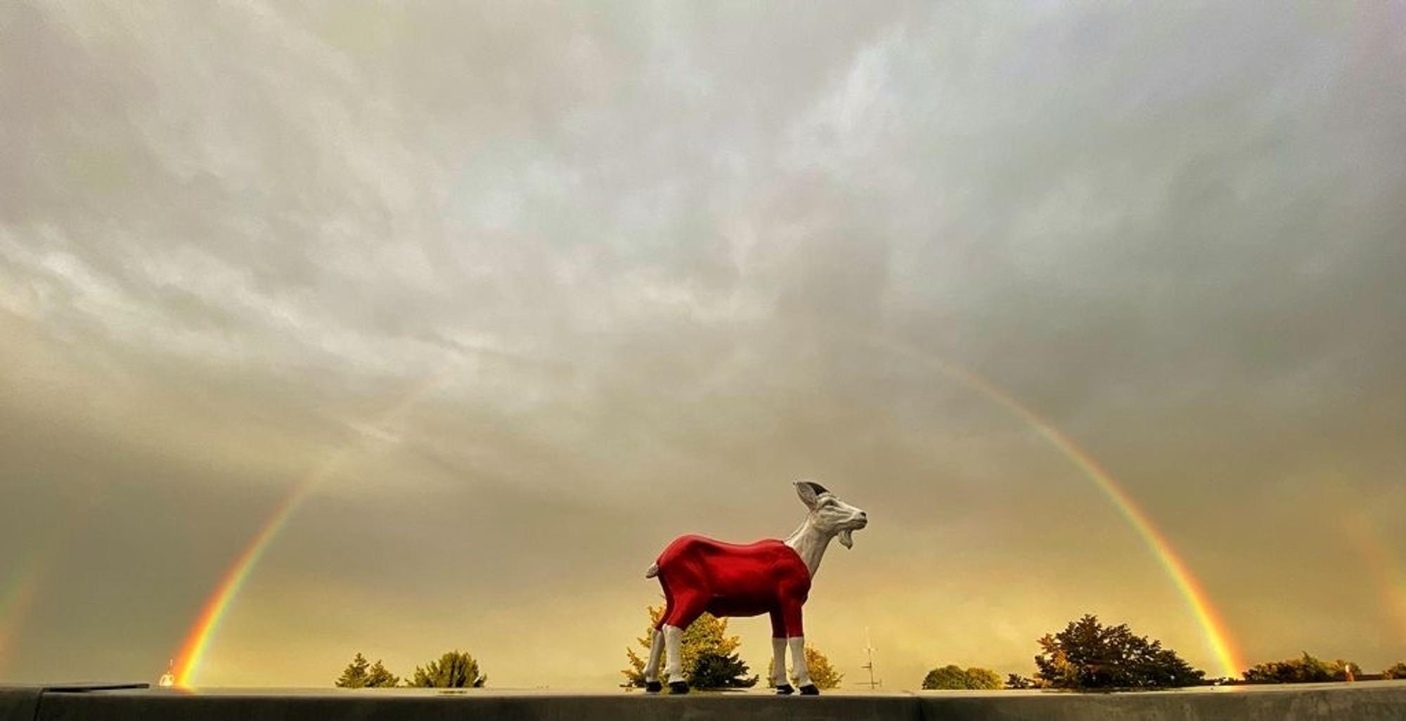 Ein Regenbogen zeigt sich am Himmel, davor eine Figur des FC-Maskottchens Hennes.