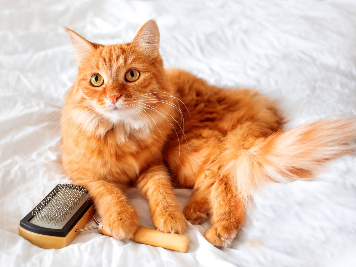 Nicht nur langhaarige Katzen hinterlassen in der ganzen Wohnung Haare.