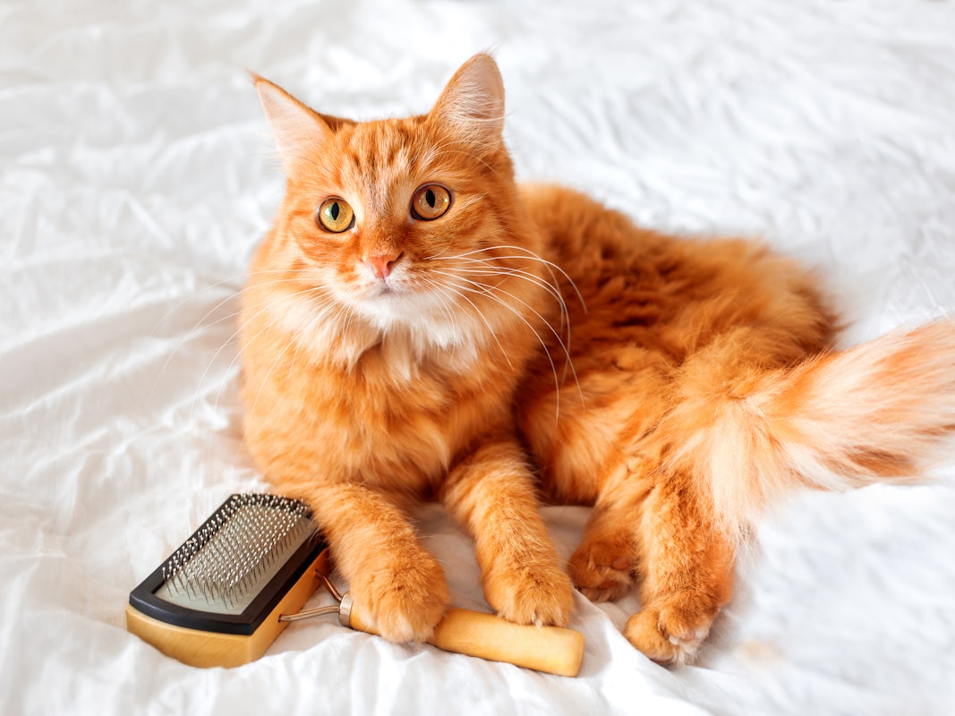 Nicht nur langhaarige Katzen hinterlassen in der ganzen Wohnung Haare.