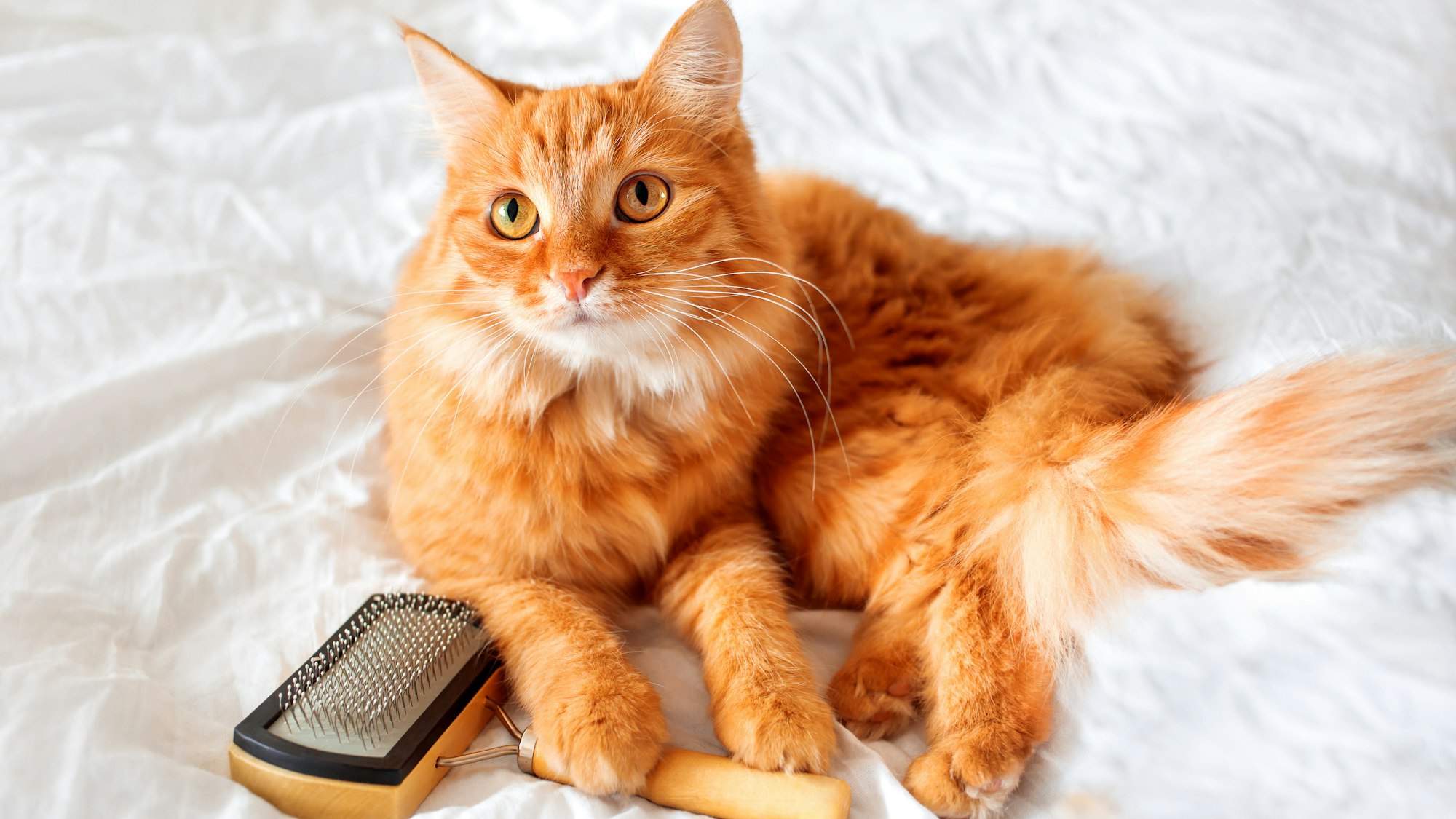 Nicht nur langhaarige Katzen hinterlassen in der ganzen Wohnung Haare.