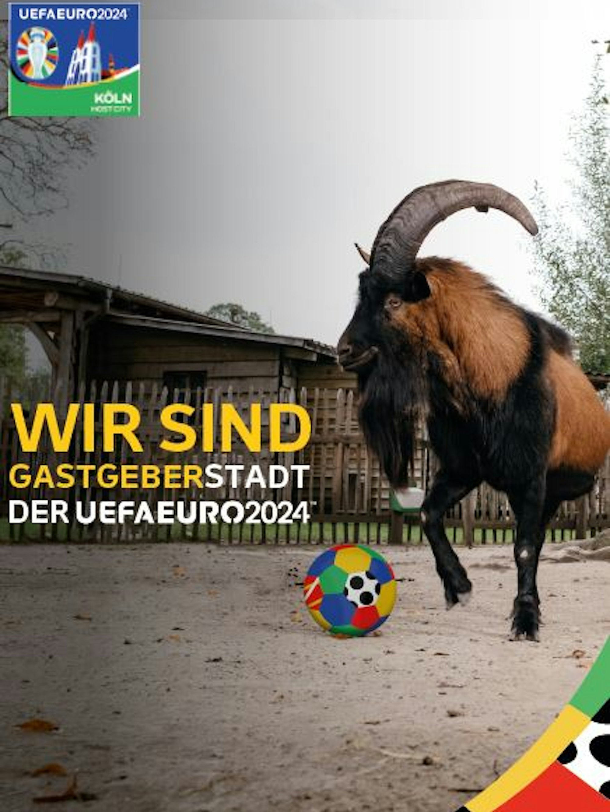 Geißbock Hennes auf einem Plakat für die EM 2024.