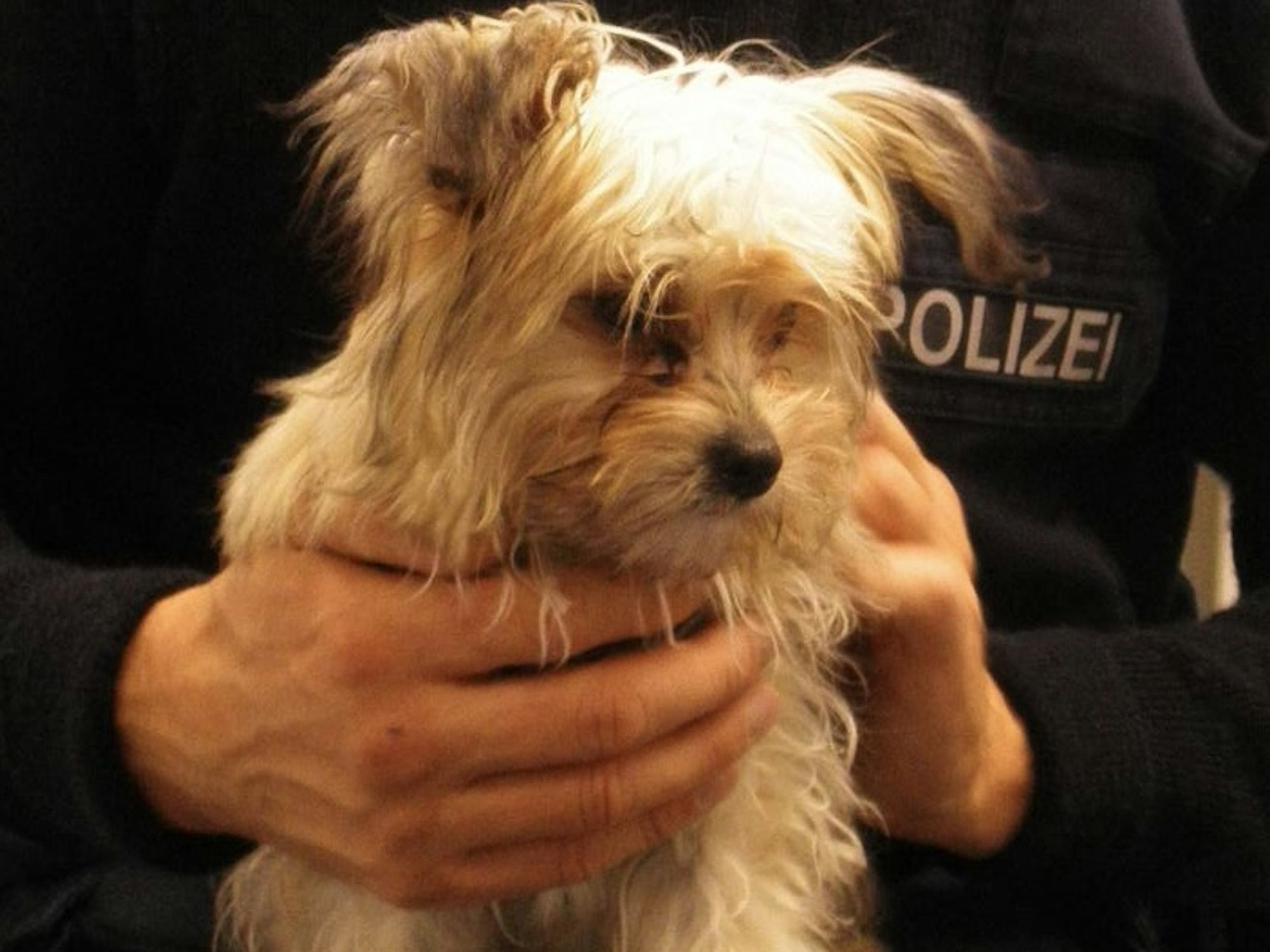 Ein fünf Monate alte Welpe stieg alleine in eine Regionalbahn.