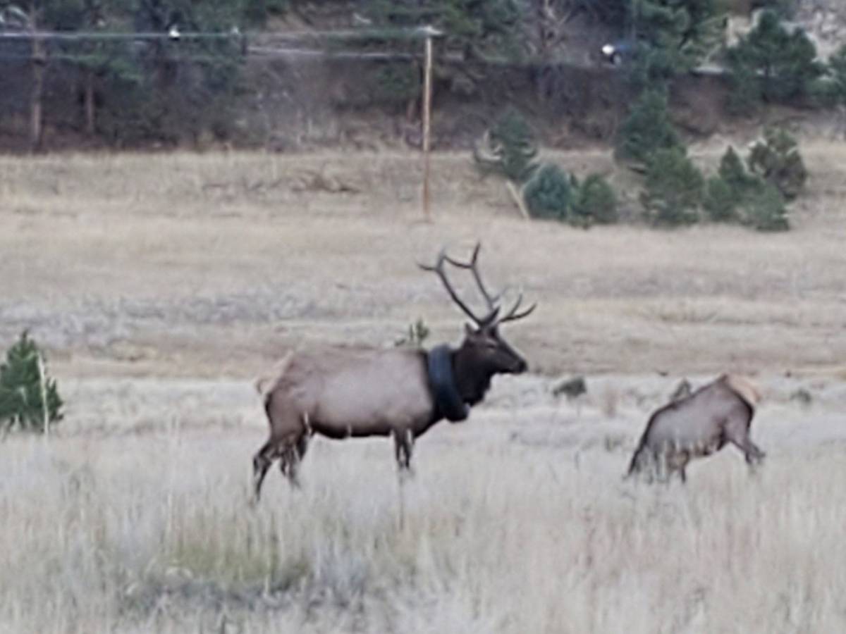 Wapiti-Hirsch mit Reifen um den Hals gerettet