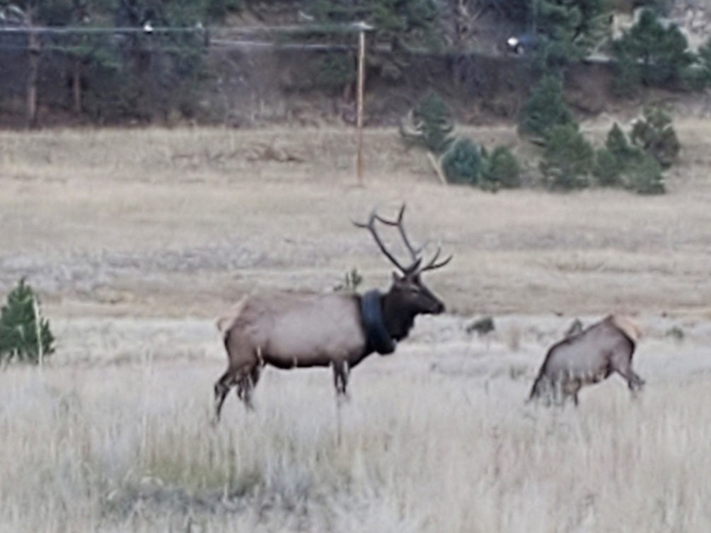 Wapiti-Hirsch mit Reifen um den Hals gerettet