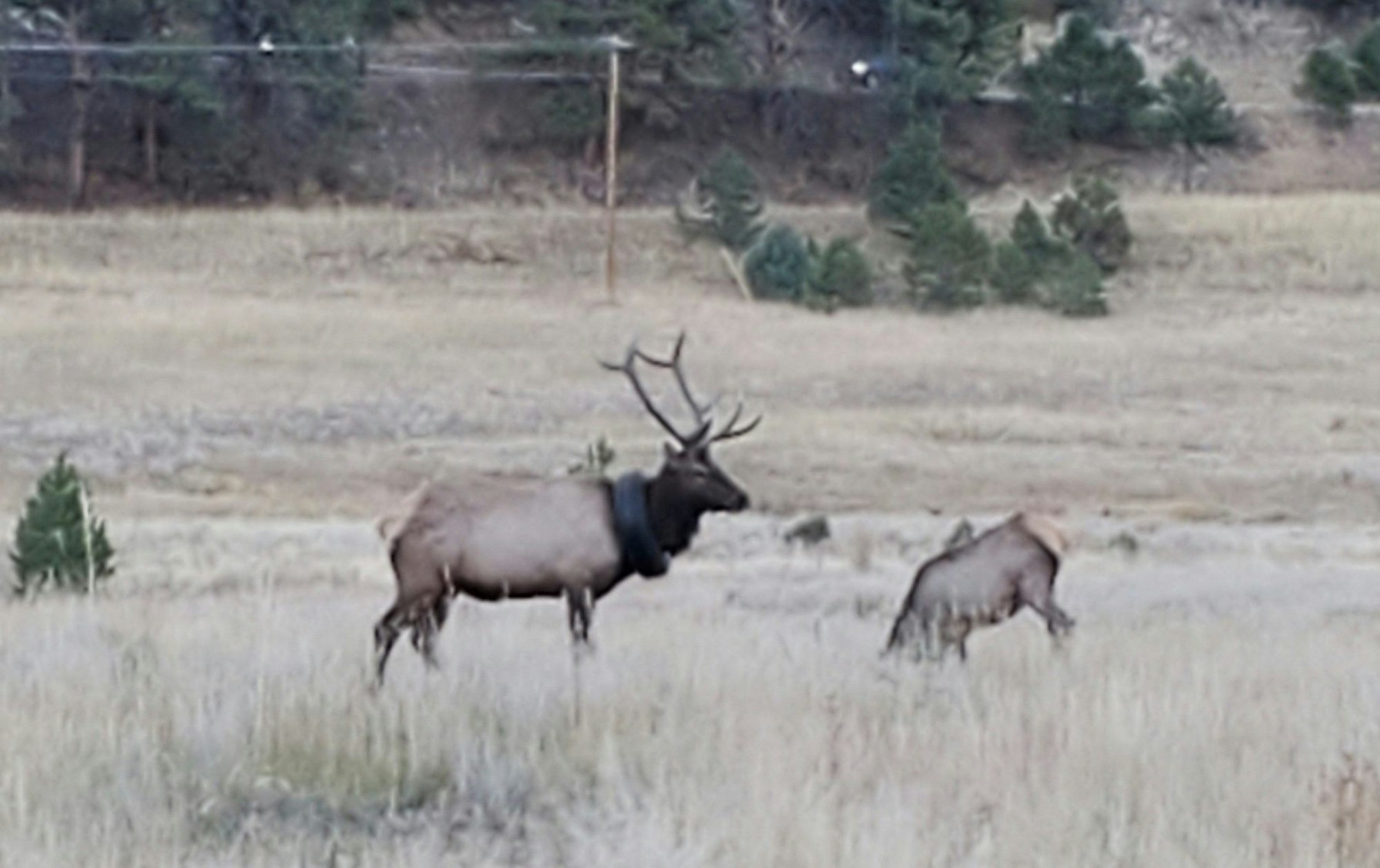 Wapiti-Hirsch mit Reifen um den Hals gerettet