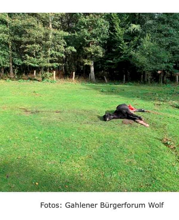 Das gerissene Pony liegt auf der Weide in Hünxe.