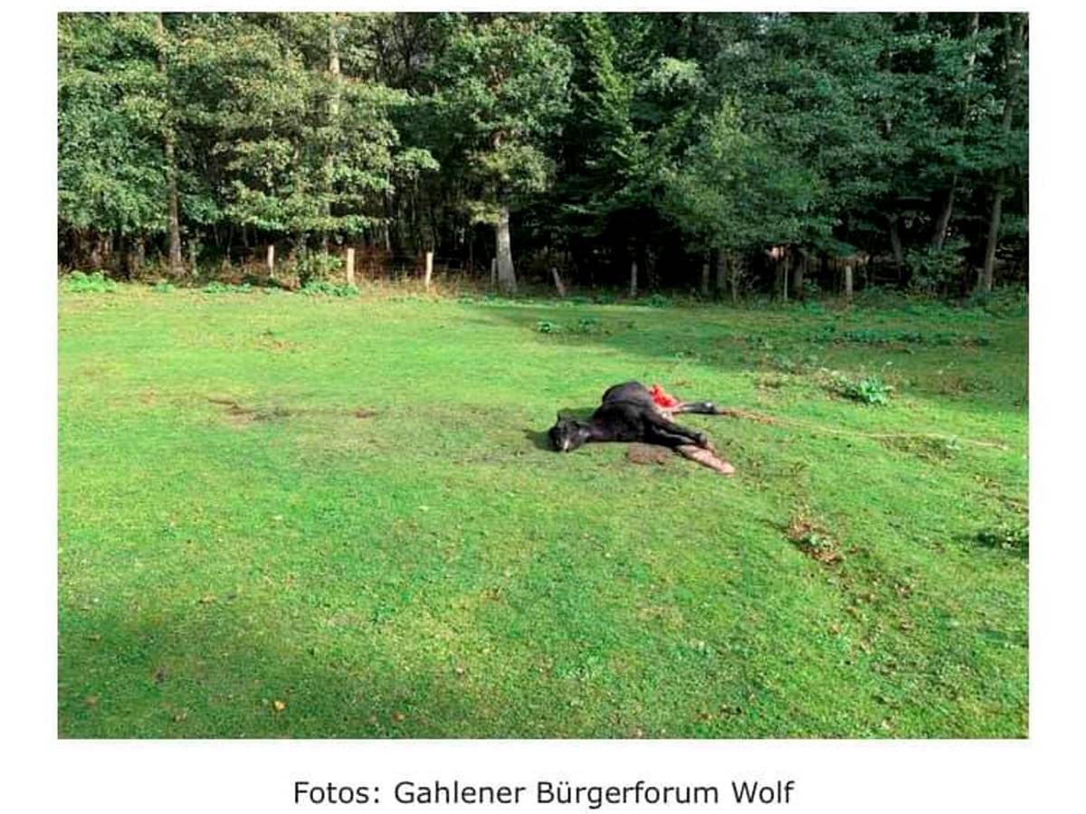 Das gerissene Pony liegt auf der Weide in Hünxe.