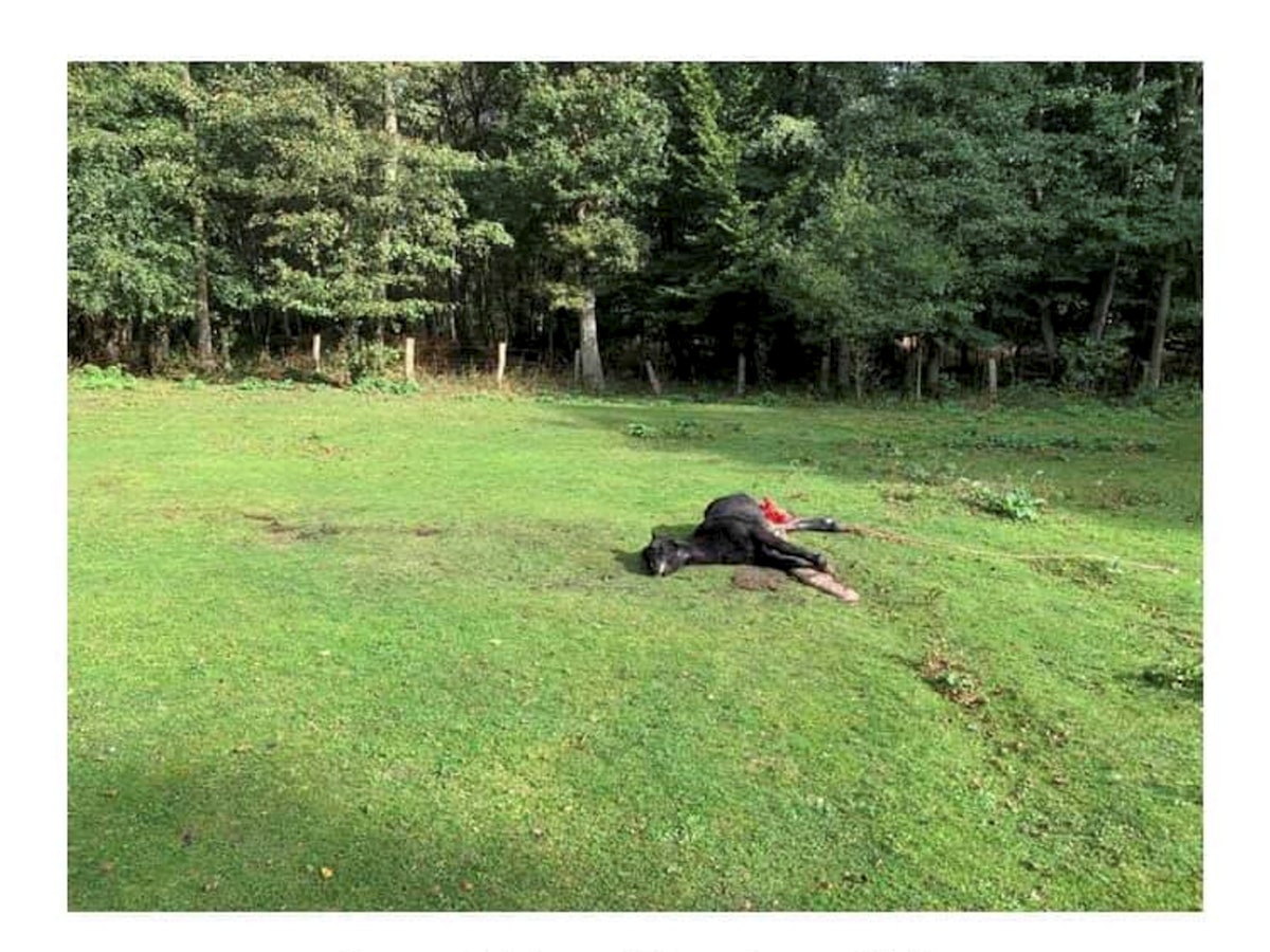 Das gerissene Pony liegt auf der Weide in Hünxe.