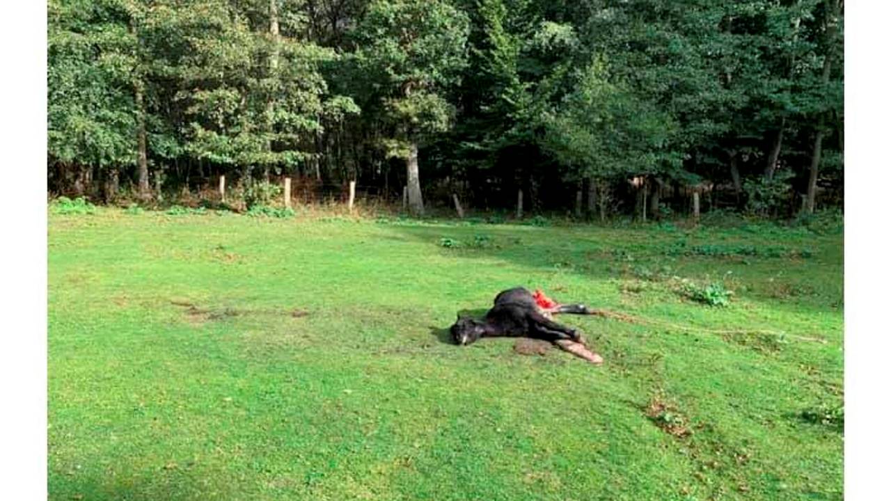 Das gerissene Pony liegt auf der Weide in Hünxe.