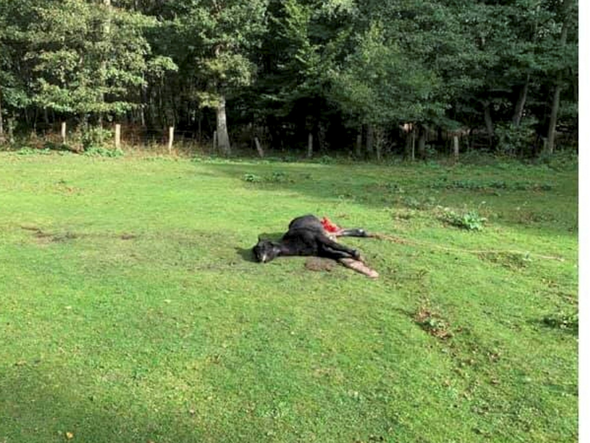 Das gerissene Pony liegt auf der Weide in Hünxe.