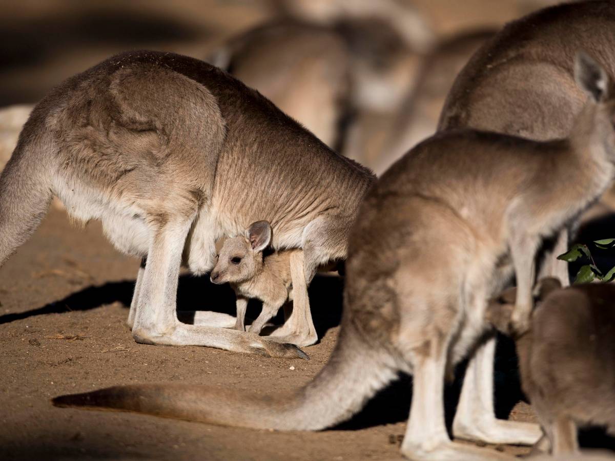In Australien wurden mehrere Kängurus sinnlos zu Tode geprügelt. Auf dem Foto (aufgenommen am 5. Februar 2014 in Israel) sieht man mehrere graue Riesenkängurus.
