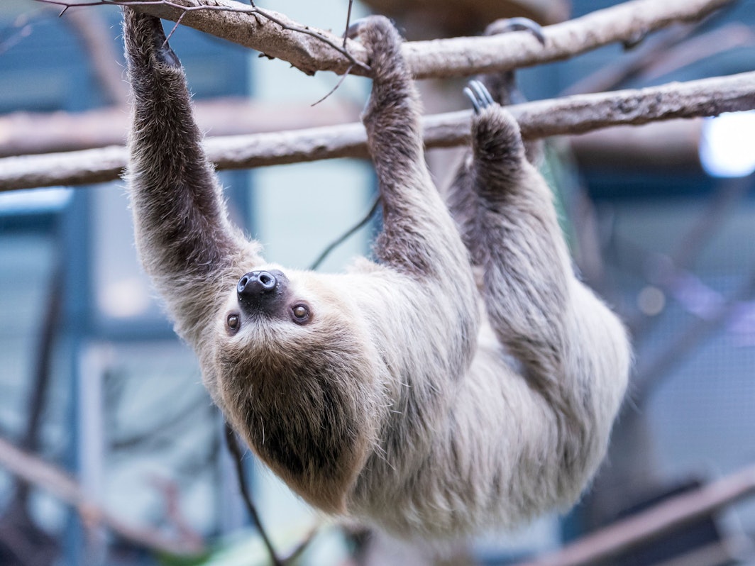 Ein Faultier hängt mit seinen Krallen an einem Ast.