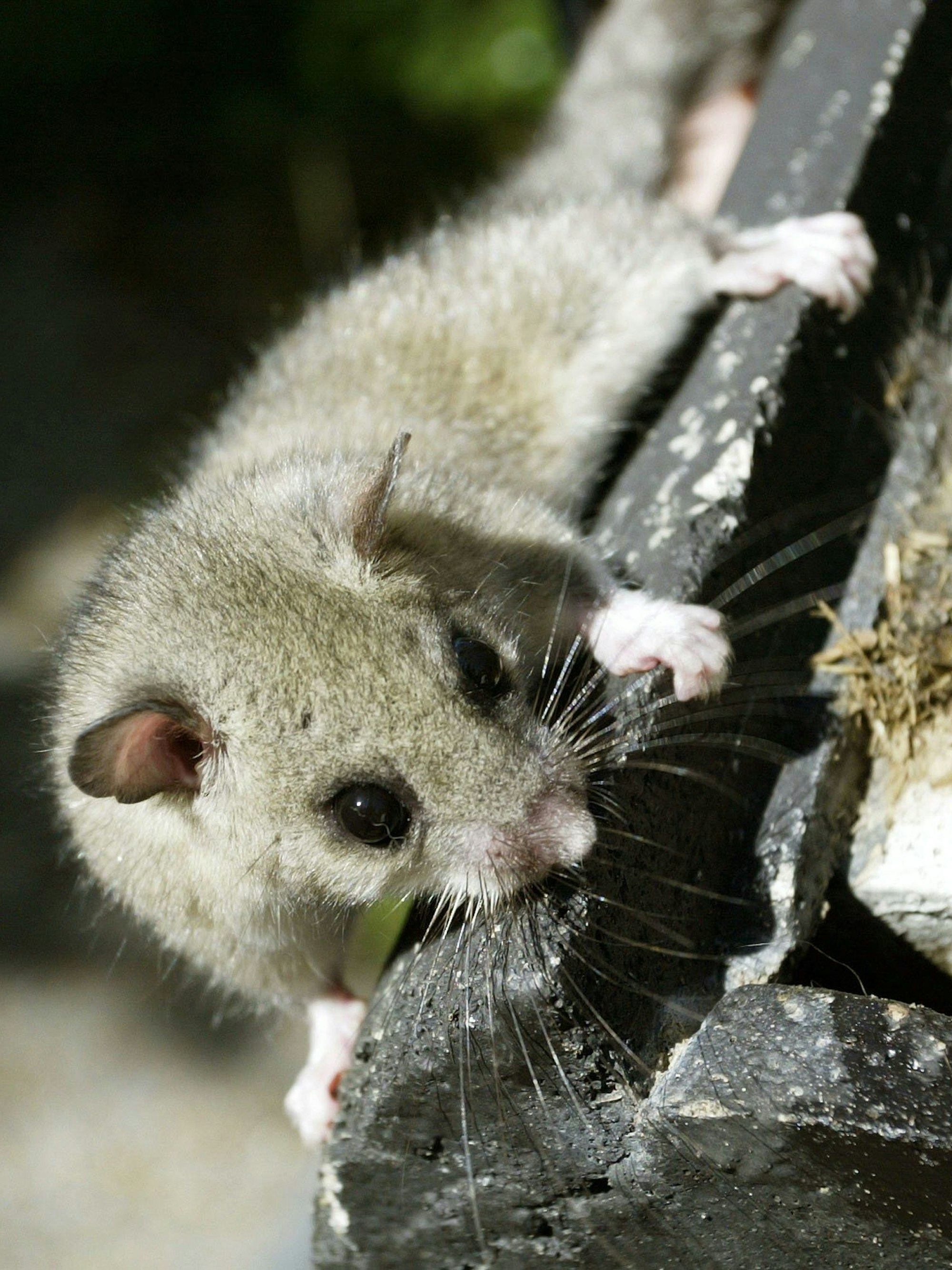 Ein Siebenschläfer klettert am 30.9.2003 neugierig auf einem Nistkasten herum.