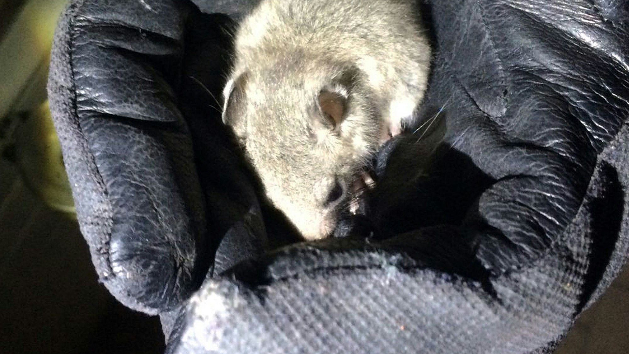 Ein Polizist in Reutlingen (Baden-Württemberg) hält einen Siebenschläfer in den Händen.
