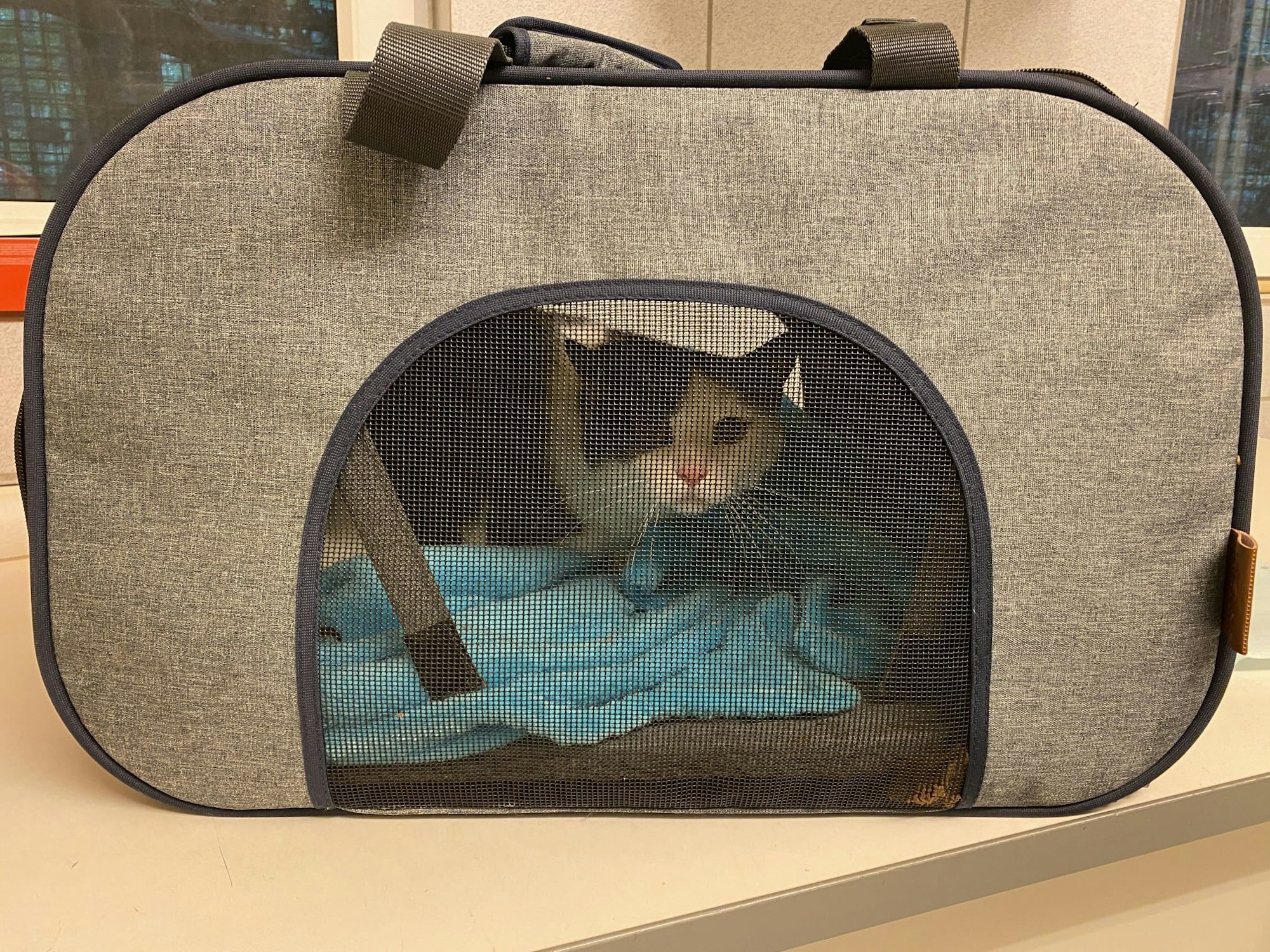 Der Kater sitzt in einer Tasche.