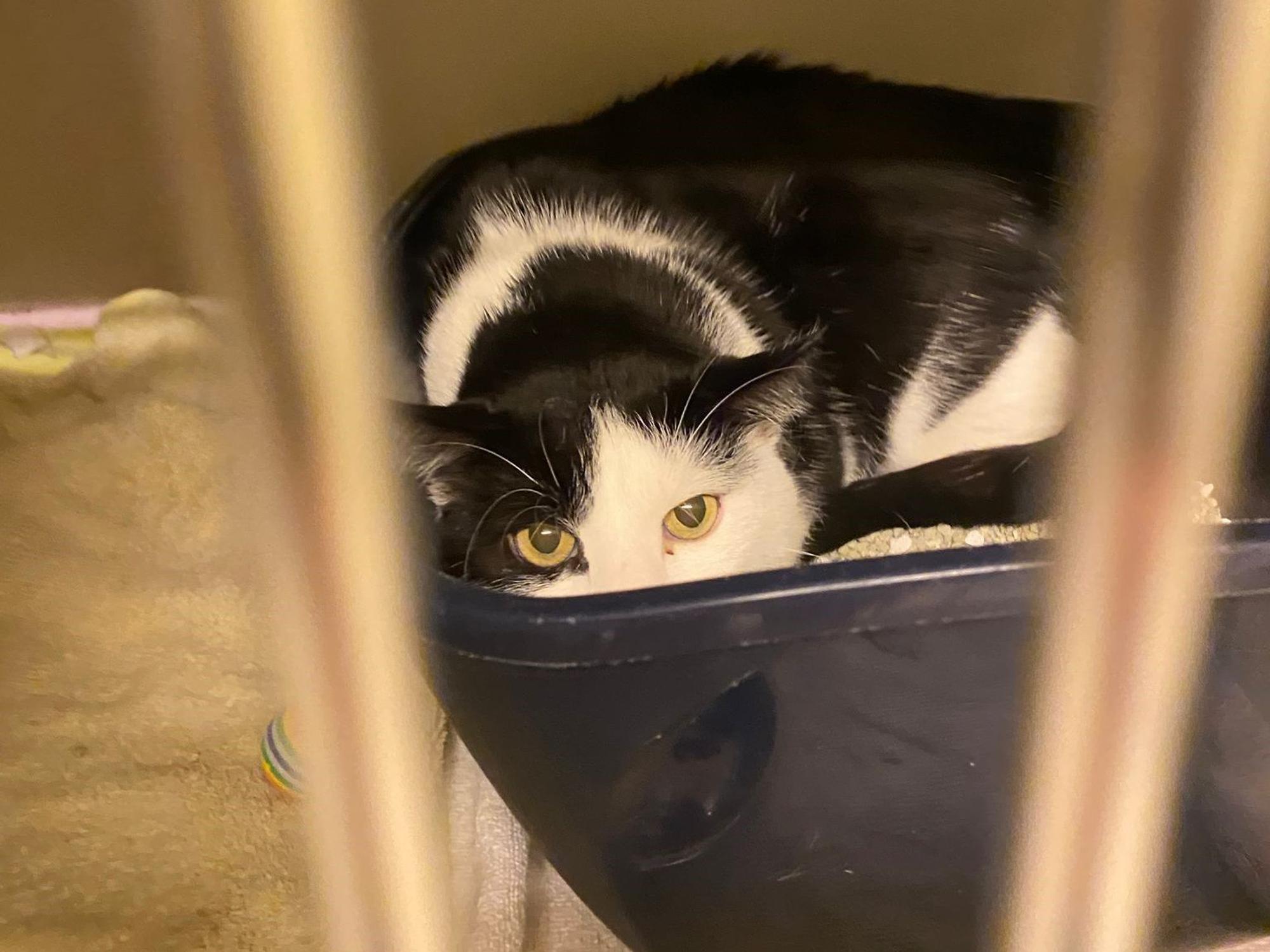 Der Kater hat sich im Tierheim Köln-Dellbrück flach hingelegt und guckt in die Kamera.